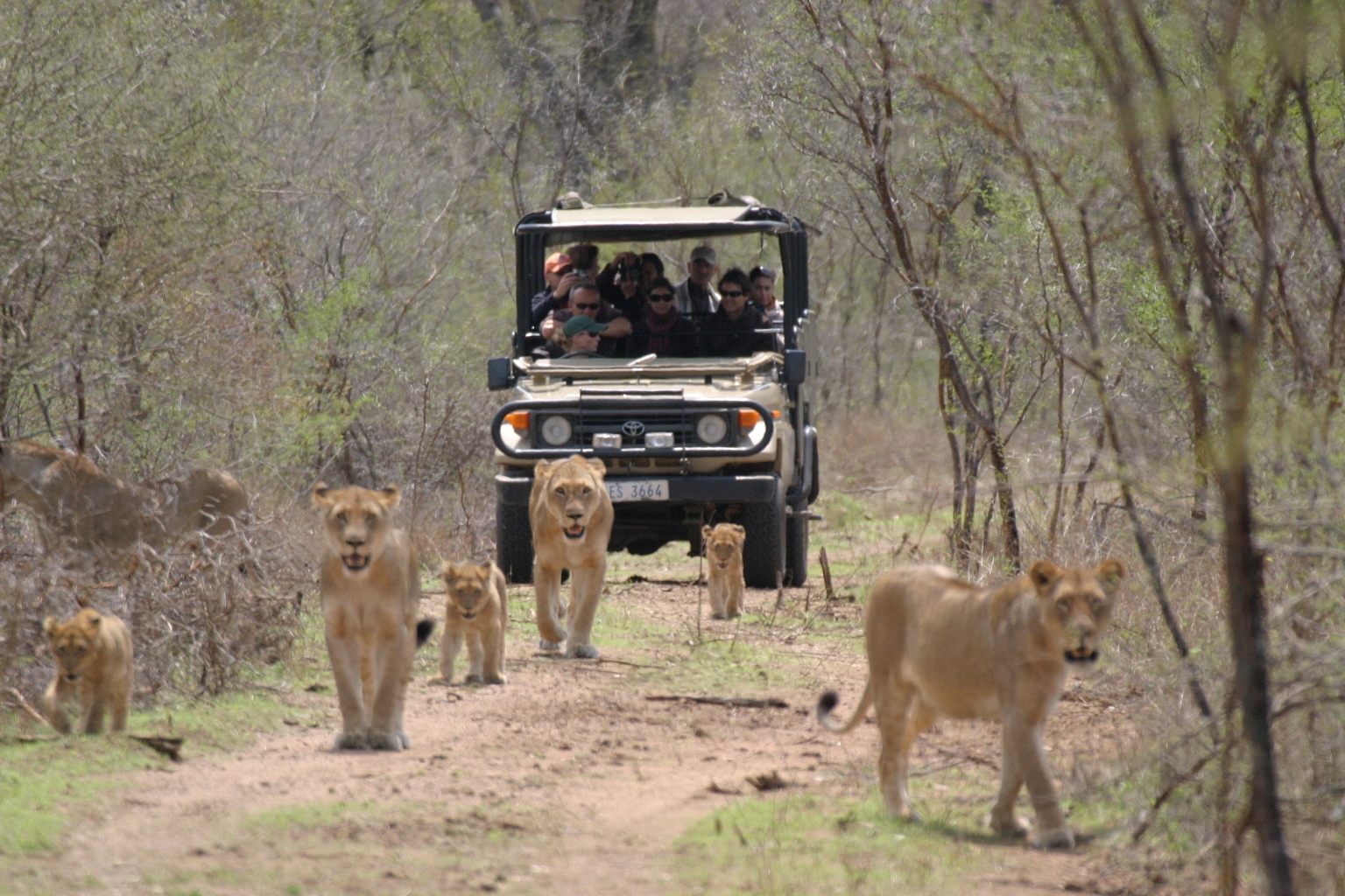 drive-lions